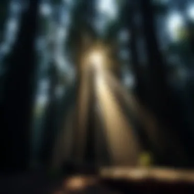 Light of Longevity A serene forest scene with sunlight filtering through ancient trees